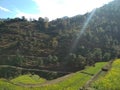 Mountains roads and agriculture with with mustard crop in the Himalayan region of uttarakhand in Inda