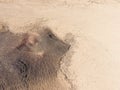 Mountains and sand dunes in the Negev desert, Ramona, Israel Royalty Free Stock Photo