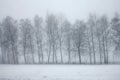 snow-covered landscape, snowy misty scenery, trees in thick fog