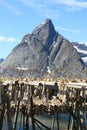 mountains and stockfish of west Lofoten