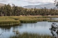 Mountains, Trees, Marsh Grass and Lake Royalty Free Stock Photo