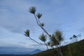 mountains and trees in the morning Royalty Free Stock Photo