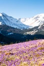 Mountains Valleys in Full Bloom With Wild Blue Violet Crocus Flowers Royalty Free Stock Photo