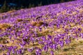 Mountains Valleys in Full Bloom With Wild Blue Violet Crocus Flowers Royalty Free Stock Photo