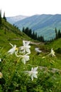 Mountains, valleys, and wildflowers