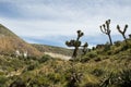 Mountains and vegetation in the desert