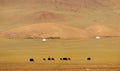 Mountains of Western Mongolia, nomad life, cattle graze