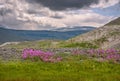 Mountains willow tea flowers clouds overcast