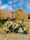 Mountains in winter,sea thistle,retro,abstract