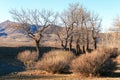 Mountains, yellow dry grass, solitary trees. Autumn mountains and stark bare trees.