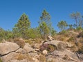 Rocky Mountain landscape with pine trees in the portuguese countryside Royalty Free Stock Photo