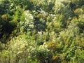 Mountainside with dense vegetation