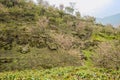 Mountainside footpath in blossoming spring Royalty Free Stock Photo