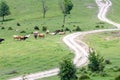 Mountainside, green gorge view of the earthen path, a herd of cows stands on the grass