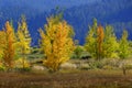 Mountainside Wilderness Forest of Fall Aspen Trees Golden and Green Colors Autumn Royalty Free Stock Photo