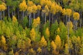 Mountainside Wilderness Forest of Fall Aspen Trees Golden and Green Colors Autumn Royalty Free Stock Photo