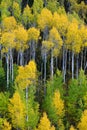 Mountainside Wilderness Forest of Fall Aspen Trees Golden and Green Colors Autumn Royalty Free Stock Photo