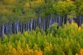 Mountainside Wilderness Forest of Fall Aspen Trees Golden and Green Colors Autumn Royalty Free Stock Photo