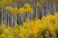 Mountainside Wilderness Forest of Fall Aspen Trees Golden and Green Colors Autumn Royalty Free Stock Photo