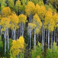 Mountainside Wilderness Forest of Fall Aspen Trees Golden and Green Colors Autumn Royalty Free Stock Photo