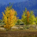 Mountainside Wilderness Forest of Fall Aspen Trees Golden and Green Colors Autumn Royalty Free Stock Photo