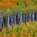 Mountainside Wilderness Forest of Fall Aspen Trees Golden and Green Colors Autumn Royalty Free Stock Photo