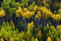 Mountainside Wilderness Forest of Fall Aspen Trees Golden and Green Colors Autumn Royalty Free Stock Photo