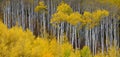 Mountainside Wilderness Forest of Fall Aspen Trees Golden and Green Colors Autumn Royalty Free Stock Photo