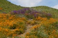 Mountainside Wildflowers in Caliornia Royalty Free Stock Photo