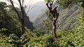 The mountainsides of Sri Lanka