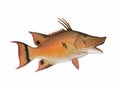 Mounted hogfish Royalty Free Stock Photo