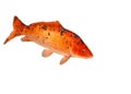 Mounted Koi Carp