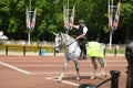 Mounted Police Officer Royalty Free Stock Photo