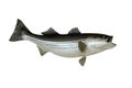 Mounted Striped Bass fish Royalty Free Stock Photo