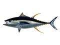 Mounted Yellowfin Tuna