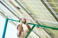 Mounter installing solar panel on green metallic carcass using drill.