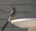 Woodhouse Scrub Jay Royalty Free Stock Photo