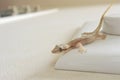 Mournful Gecko walks on a home wall