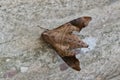 Mournful Sphinx moth on tree bark.