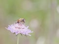 Mournful Widow - Scabiosa atropurpurea