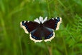 Mourning-cloak Butterfly Royalty Free Stock Photo