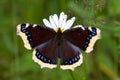 Mourning-cloak Butterfly