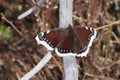 Mourning cloak butterfly Camberwell beauty butterfly on a dry branch
