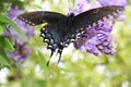 Mourning Cloak Butterfly