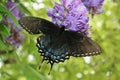 Mourning Cloak Butterfly