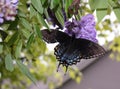 Mourning Cloak Butterfly