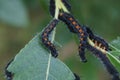 Mourning cloak butterfly caterpillars (Nymphalis antiopa) photo