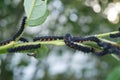 Mourning cloak butterfly larvae (Nymphalis antiopa) photo