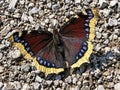 The Mourning cloak butterfly Nymphalis antiopa, Camberwell Beauty, Der Trauermantel Schmetterling