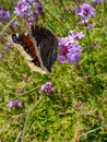 Mourning Cloak Butterfly Nymphalis antiopa or Camberwell Beauty on purple vervain Verbena flowers